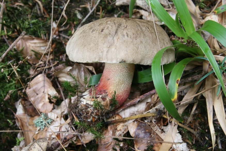 Boletus non identificato dalla Foresta Nera